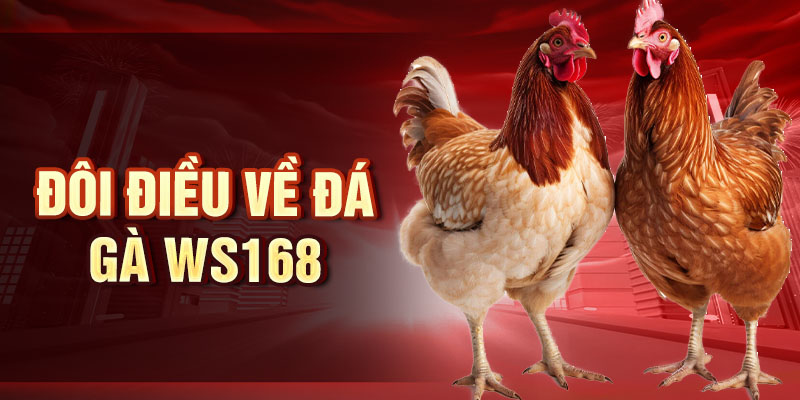 Đá Gà WS168 - Sân Chơi Quy Tụ Những Chiến Kê Hàng Đầu Đôi điều về đá gà WS168