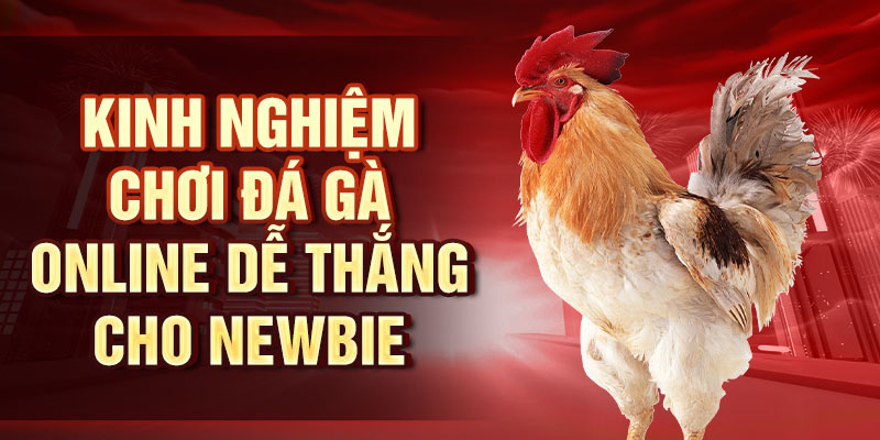 Đá Gà WS168 - Sân Chơi Quy Tụ Những Chiến Kê Hàng Đầu Kinh nghiệm chơi đá gà online dễ thắng cho newbie